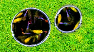 Easy DIY Fish Portals for Guppy Pond