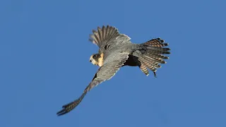 Falcons in the wild of Australia  - Hobby, Grey Falcon....