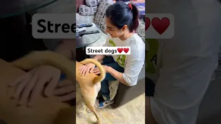 #streetdogs #ytshorts #streetdogsofindia #trendingshorts #vaneetkaur07