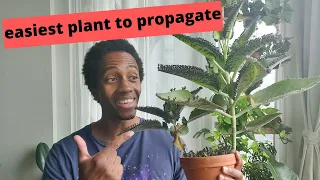 Plant of Life Propagation | bryophyllum pinnatum / kalanchoe pinnata | soil vs LECA