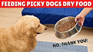 How To Make Your Dog EAT His Dry Food? 😱