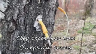 Сбор березового сока.Открытие сезона