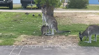 Baby Kangaroo in Pouch