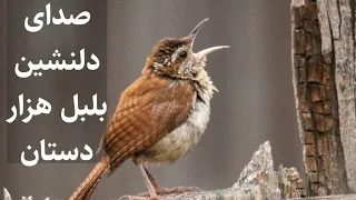 [صدای آب و پرنده ] صدای دلنشین بلبل | صدای بلبل هزار دستان