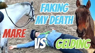 FAKING MY OWN DEATH IN FRONT OF MY HORSE PRANK ~ Mare's Vs Gelding's reaction