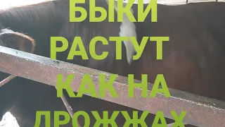 ОБЗОР. БЫКИ РАСТУТ КАК НА ДРОЖЖАХ.