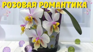 Розовая орхидейная романтика