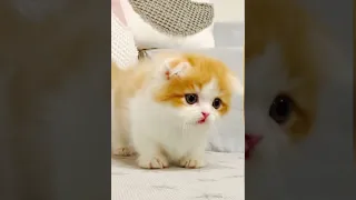 Cute Baby Cat - adorable kitten!