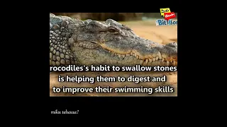 🔰 do you know why crocodile Swallow stones in telugu🔰#mikutelusaa?#telugufacts