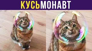 Приколы с котами. КУСЬмонавт | Мемозг #294