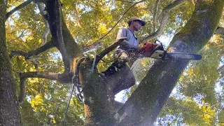 EXTREME ‼️CUTTING HIGH TREMBESI TREES THAT ARE HARD TO CONQUER #sthil#ms660#ms070#chainsaw