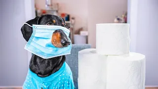 Covidiots are Everywhere! Cute & funny dachshund dog video!