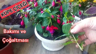 Küpe Çiçeği. Küpe Çiçeğinin Bakımı ve çoğaltılması. Fuchsia Flower