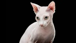 Shaved cat passed off as Sphynx, warns pet scam victim
