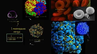Масштаб клетки (видео 2) | Строение клетки | Биология