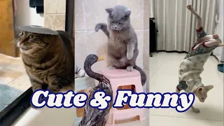 Funny cats | Video 9 #funnycats #funnypets #funnyanimals