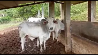 INICIANDO CONFINAMENTO COM CAPIM ELEFANTE