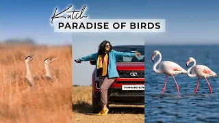 Kutch - The Paradise of Birds  | Flamingos | Wildlife of Gujarat | Great Indian Bustards | Aditi