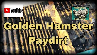 Goldwaschen in Deutschland (160) Golden Hamster Paydirt Review
