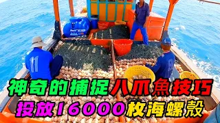 神奇的捕捉八爪魚技巧，一次向海裡投放16000枚海螺殼，而且可以重複利用帶來巨大利潤《活在當下》