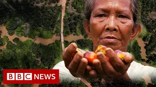 Palm oil firms depriving tribes of millions of dollars - BBC News