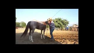 como dar picadero a un caballo!! como trabajar un caballo que ya lo iniciaron!! como flexionar