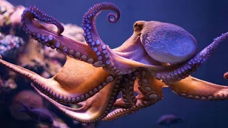 Ученые доказали, что осьминоги видят сны