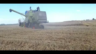 żniwa 2023 (claas)