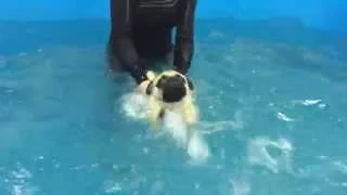 Мопс Рада первый раз в бассейне / first experience of swimming - pug in pool :)