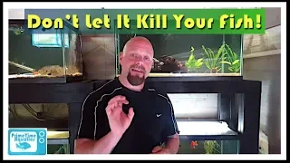 How to Lower Nitrites in an Aquarium