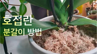 초보자를 위한  호접란 분갈이 법/수태 고르는법/깔망으로 이렇게 해 보았어요