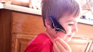 We Raised A Black Swallowtail (From Caterpillar to Butterfly)