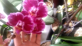 Цветение орхидей на 01.04.2018😍😍😍