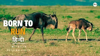 Wildebeest Migration [2024] हिन्दी डॉक्यूमेंट्री | Wildlife documentary in Hindi