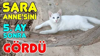 SARA İLE ANNESİ ZEYNA'NIN, ÖZLEM DOLU GÖRÜŞME ANI 🥰 kedi videoları, yavru kedi sesi, kediler cat