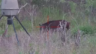 South Texas Boar Hog hunting with ATN X-Sight digital rifle scope