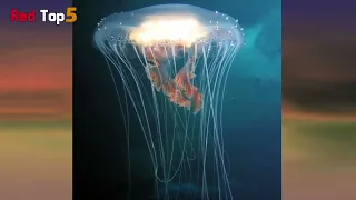 5 most dangerous jellyfish in the world