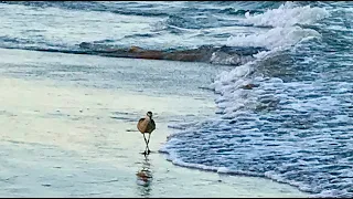 SEA WALL GALVESTON TEXAS