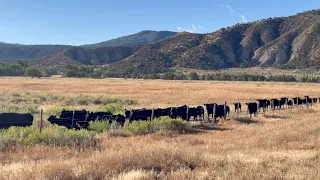 Moving Heifers