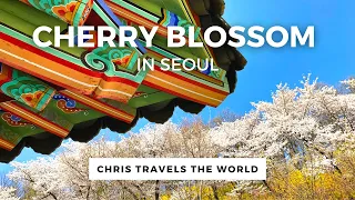 Cherry Blossoms in Seoul: Complete Guide