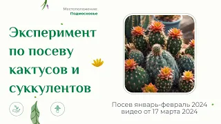 Посев кактусов и суккулентов январь-февраль 2024г. Показываю и рассказываю о своём эксперименте