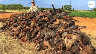 Como Se Hace Agricultores Y Cazadores Enfrentan Millones De Jabalíes Que Atacan Los Campos De Maíz