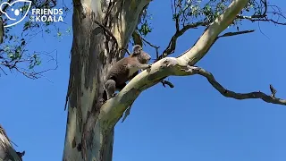 Raven - koala survivor!