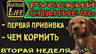 Русский Охотничий Спаниель! Чем кормить щенка. Первая прививка.