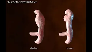 Dolphin vs Human embryos