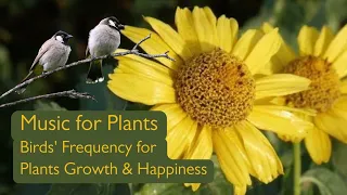 Music for Plants to Stimulate Plants Growing with Birds Frequency for Plants Happiness