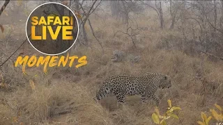 Father and Son Leopards - Tingana and Hosana - Interact at Snake Kill