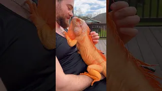 Soulmates 🧡 #lizard #reptile #dragon #orange #iguana #pet