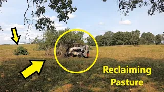 How to reclaim your pastures (here's why)