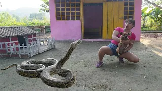 So scare! Biggest python attack my doghouse - How to grow vegetables in bamboo tubes